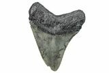 Serrated, Fossil Megalodon Tooth - South Carolina #286474-1